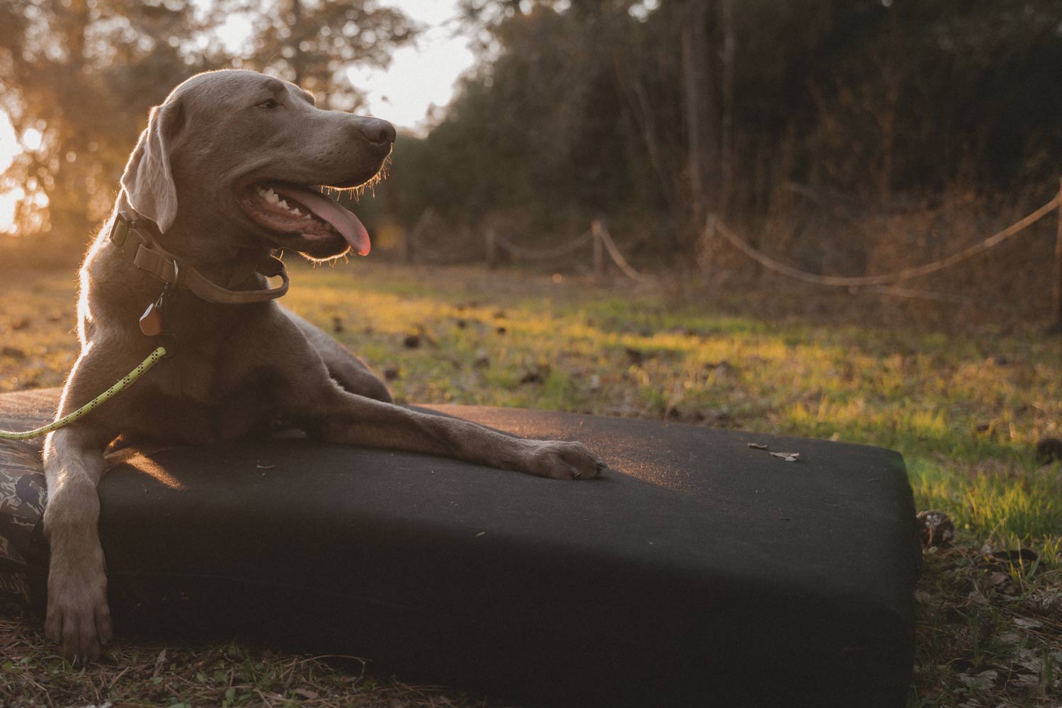 Summit Series Dog Bed